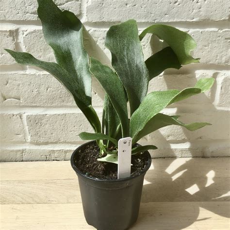 Platycerium bifurcatum, commonly known as the staghorn fern or elkhorn fern, is a modestly cold hardy subtropical epiphyte native to eastern australia and parts of the the east indies. Fern "Staghorn", Live Plant