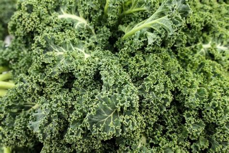 50 Fun Kale Facts