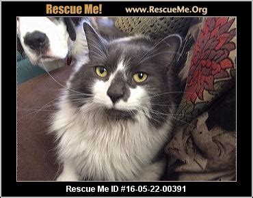 The maine coon's coat is heavy and shaggy, but shorter on the shoulders and longer on the britches and stomach. Pennsylvania Maine Coon Rescue ― ADOPTIONS ― RescueMe.Org