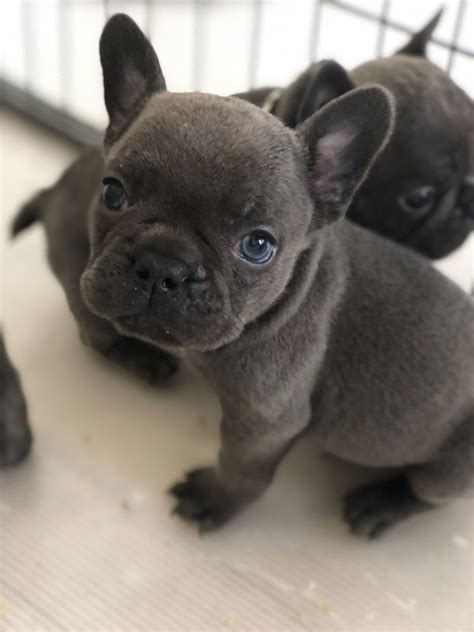 French Bulldog Puppies For Sale | Jersey City, NJ #278551
