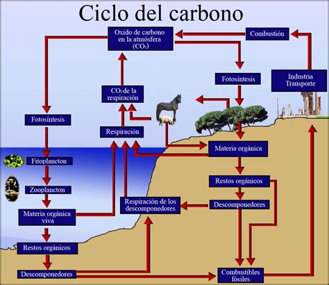 Ciclo Del Carbono Mind Map