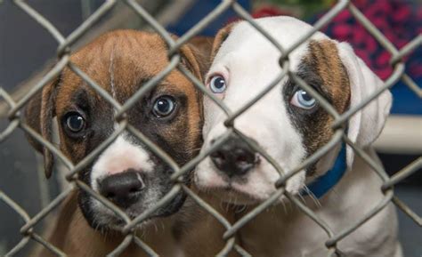 Search our extensive list of dogs, cats and other pets available for adoption and rescue near you. Animal Shelter of Montclair - The Montclair Dispatch