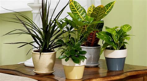 Menyiram tanaman hias dalam ruangan tidak harus dilakukan setiap hari. Tanaman Hias Pembersih Udara Dalam Ruangan - BibitBunga.com