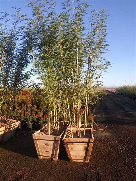 Shot for our story on light pollution for national geographic magazine but it wasn't published. Mesquite trees 24" box for Sale in Phoenix, AZ - OfferUp