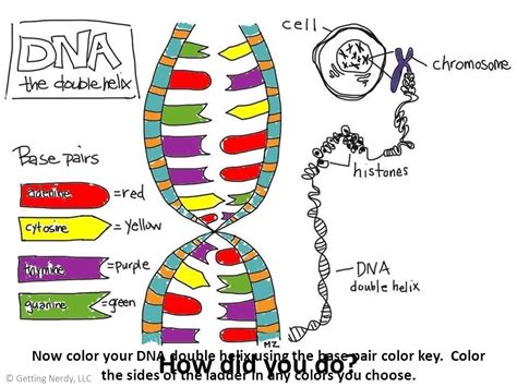 The picture of the dna double helix provides a logical start to describing how the base pairs match up and how the order codes for a chain of protein molecules. DNA The Double Helix Coloring Worksheet Answers
