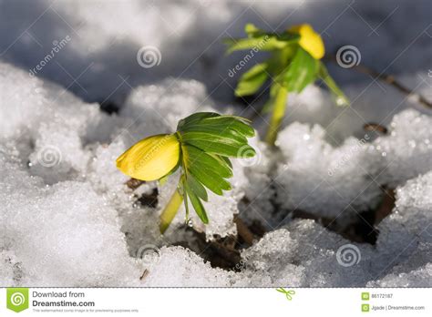 Two Winter Aconite In Snow Stock Image Image Of Green 86172187
