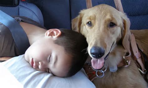 Bond with your new dog or puppy. Seizure Sniffing Dogs Improve Quality of Life for Children ...