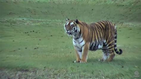 On the wings of angels rescue, tampa, fl. Pretty Priya Tiger at Big Cat Rescue in Tampa, Florida ...