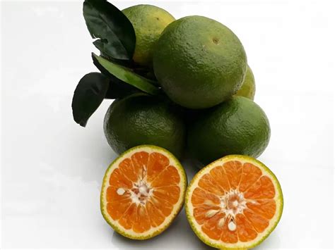 Vietnam Green Orange King Mandarin Fresh Fruit For Importers Buy