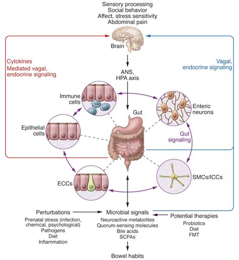 42 Gut Microbiome And The Brain Neuroscience Canadian 1st Edition