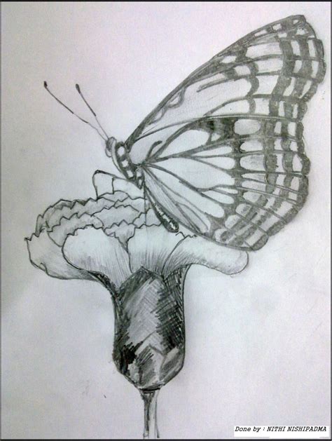 Pencil Sketch Of Butterfly