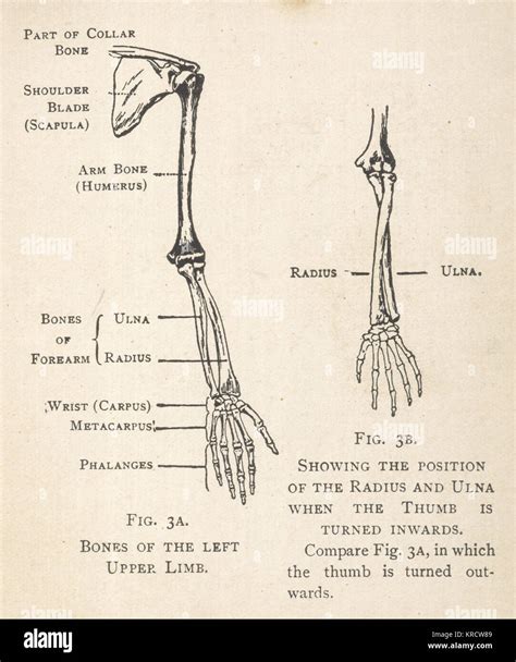 49 Forearm Bones Diagram Jorgykaidinn