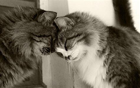 Wallpaper 1920x1200 Px Cat Couple Cute Happy Hug Hugging Love