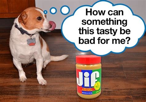 Maybe you would like to learn more about one of these? 3 Best and Healthiest Peanut Butters For Dogs (50+ Tested)