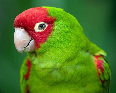 Portrait Of Red And Green Conure Parrot Conure Parrots Parrot Conure