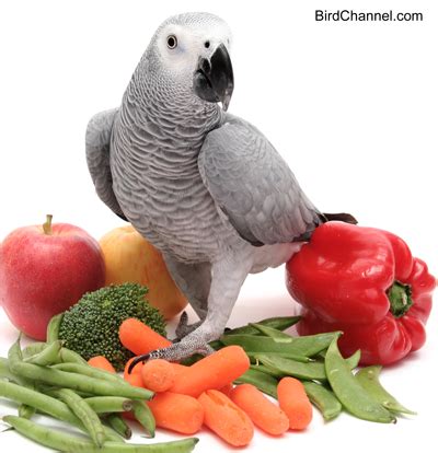 Parrot is a type of colorful bird. What are the best foods for your African grey parrot? Find ...