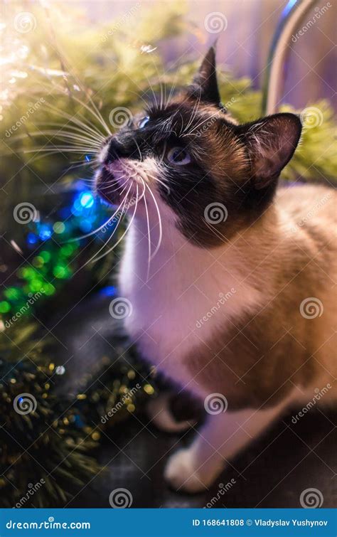 Siamese Cat On A Chair Near The Christmas Tree Is About To Jump Stock