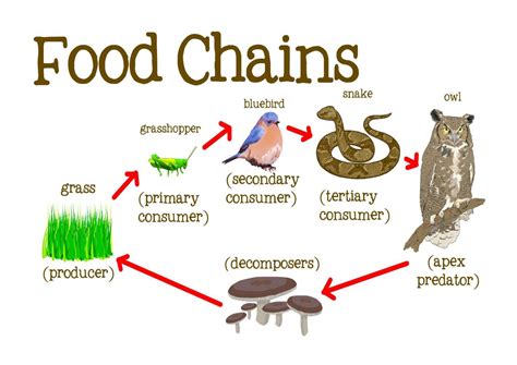 Check out below for information on foods that can help raise good. Learning Experiences: Food chain