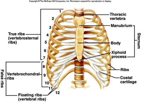 Difference Between Bruised And Cracked Ribs Enaspeace