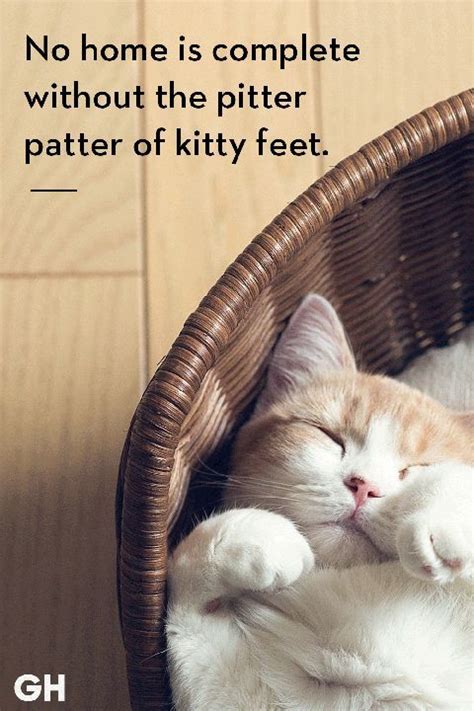 25 Quotes Only Cat Owners Will Understand Cat Quotes