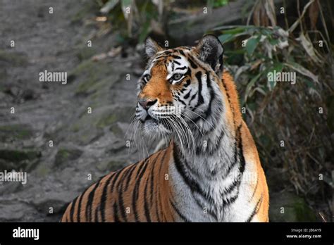Close Up Side Profile Portrait Of Siberian Tiger Amur Tiger Panthera