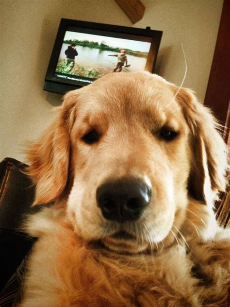 Find out which golden retriever mix is perfect for you with 41 mix breed pictures. (Facebook via Dog Bless You) | Dogs golden retriever, I ...