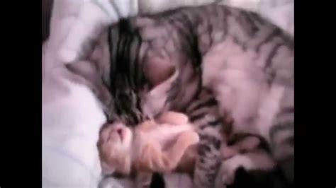 Mommy Cat Hug Is CRAY CUTE YouTube