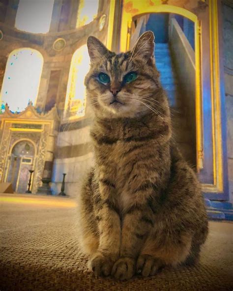 Cat Has Been Living In The Hagia Sophia Istanbul For Years And