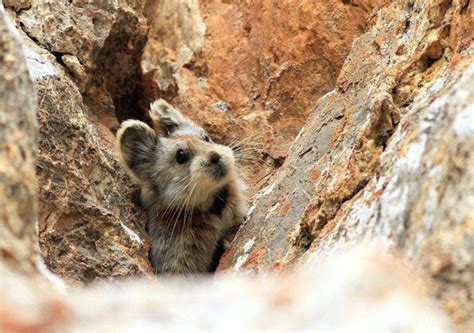 Chinese Scientist Works To Save The Ila Pika An Endangered Species Of
