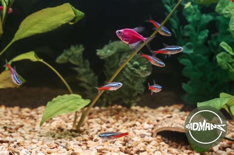 Fish Compatibility Chart The Best Fish Friends For Balanced Aquariums