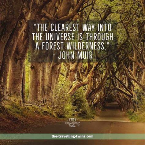 100 Inspiring Quotes About Forests The Travelling Twins