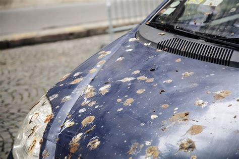 Bird Poop On Car How To Remove And Recover Paint Damage