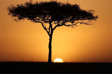 🥇 Image Of Acacia Tree At Sunset In The African Savanna Free Photo