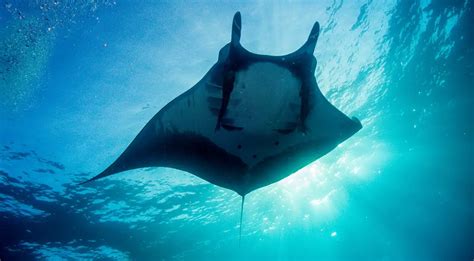 Giant Oceanic Manta Ray The Animal Facts Appearance Diet Habitat