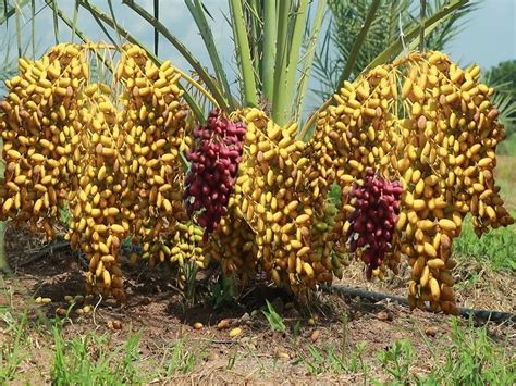 Buy Haping Deglet Noor Dates Palm Khurma Khajoor Variety Dwarf Fruit