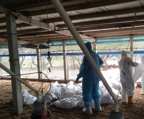 B41 可以幫忙聲援下德明嗎？ 我們身在重災區 兩個確診案例 學校還沒有遠距離的設備. 彰化入冬首起禽流感確診 撲殺近7000隻土雞 - 生活 - 自由時報電子報