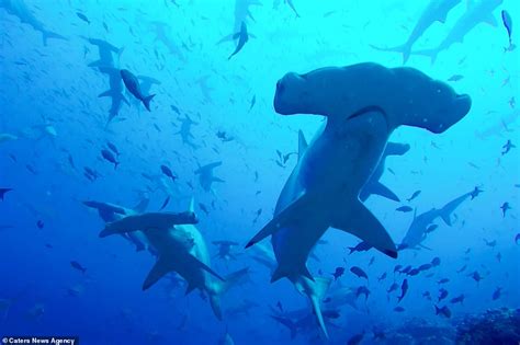 Marine Biologist Captures Rare Footage Of Hundreds Of Endangered Sharks