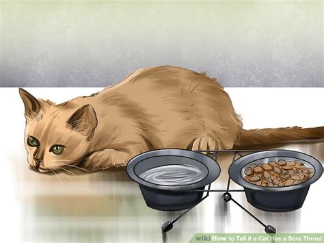 Although allergic reactions to cats tend to appear in early adulthood, one can develop the allergy at any time in life. How to Tell if a Cat Has a Sore Throat: 9 Steps (with ...