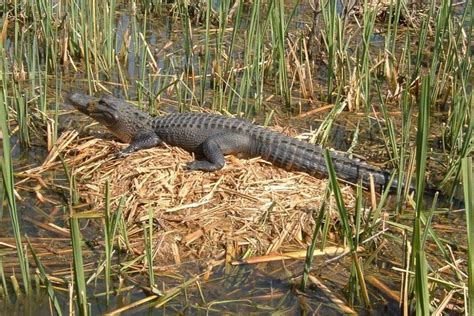 Tripadvisor Honey Island Swamp Tour With Pickup From New Orleans