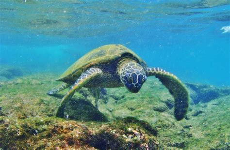 Green Sea Turtles Honu Are Often Spotted At Kahaluu Beach Park