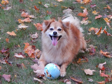 It is great with active children. Pomeranian Australian Sheperd mix. | Puppy love, Dogs