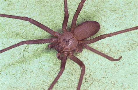 U S Poisonous Spiders Black Widow Brown Recluse Hobo Dengarden