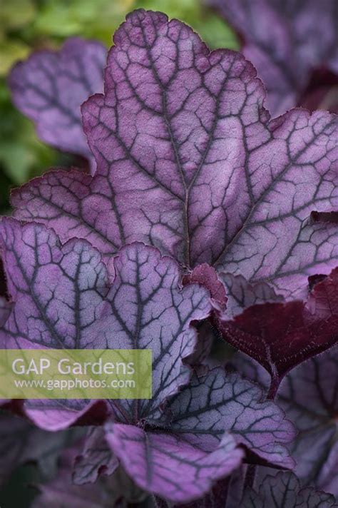 A captivating new variety of coral bells with tantalizing leaf colors that are constantly changing throughout the growing season. Heuchera 'Spellbound... stock photo by Marg Cousens, Image ...