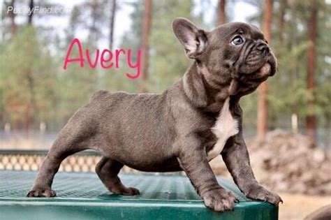 French bulldog breeder in washington state with akc french bulldog puppies available for sale as well as stud service. French Bulldog Puppies Sale | Seattle, WA #666 | Hoobly.US