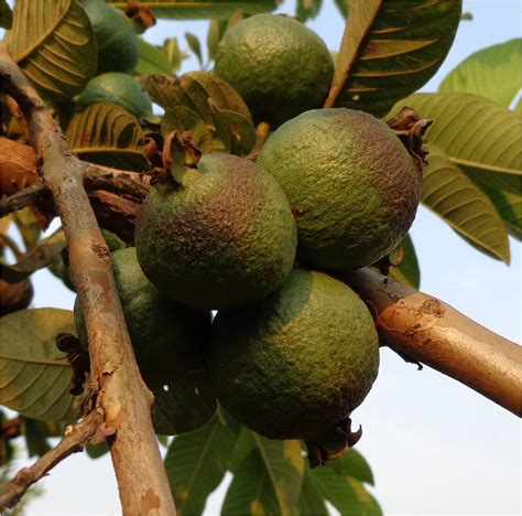 A professional insecticide that controls insects for commercial & residential ornamentals, trees, fruits & vegetables, fruit & nut trees. PestNet > Summaries of Messages > Pests > Pests Entities ...