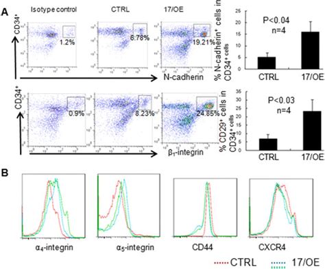 The Adhesion Molecule Expression On Cb Cd34 Cells After Mir 17