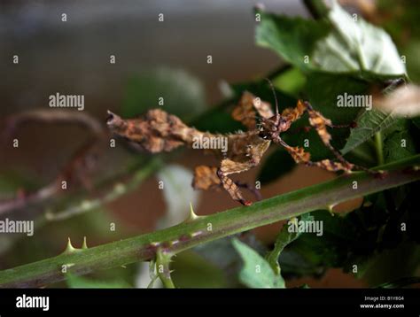 Macleays Spectre Or Giant Prickly Stick Insect Extatosoma Tiaratum