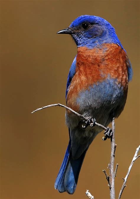 Oregon Birds