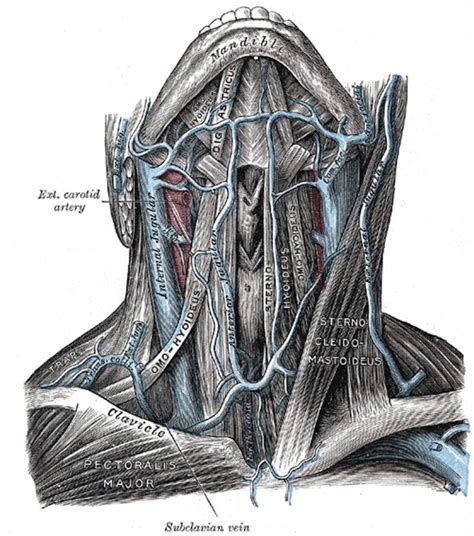 Review Of The Variations Of The Superficial Veins Of The Neck