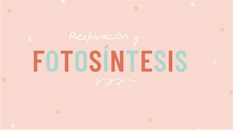 SOLUTION Respiraci N Y Fotos Ntesis Corregido Studypool